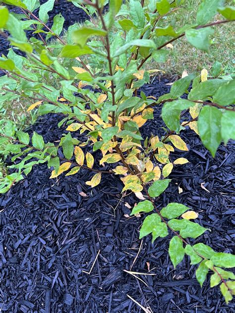 Crape Myrtle Seedlings Ask Extension