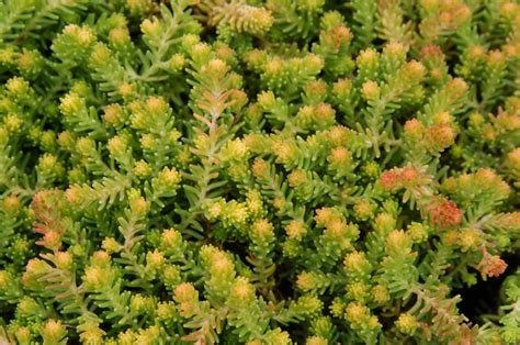 Sedum Sexangulare Golddigger Stonecrop Garden Center Marketing