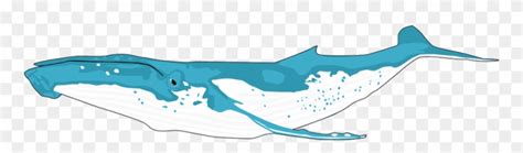 Download High Quality whale clipart humpback Transparent PNG Images ...