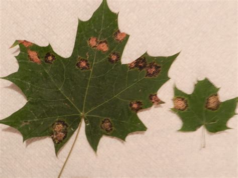 Red Maple Leaf Disease