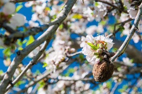 Come curare la pianta di limone in vaso o in giardino limportante è