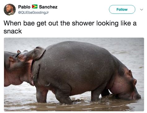 Hippos Lookin Like A Snack Know Your Meme