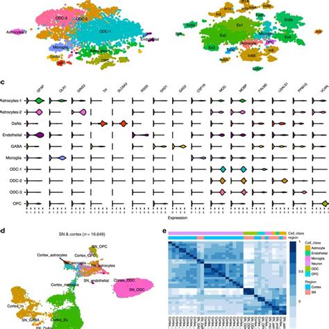 Single Nuclei Transcriptomic Cell Atlas Of The Adult Human Cortex And