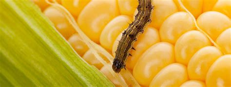 Corn Earworm Life Cycle