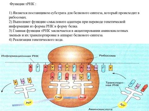 Виды РНК. тРНК - презентация онлайн
