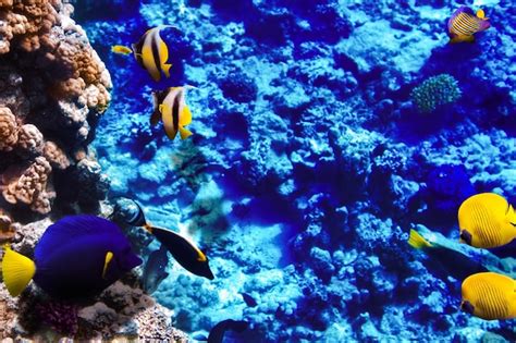 Premium Photo Coral And Fish In The Red Sea Egypt Africa