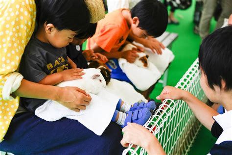 獣医師の仕事について知る！動物とふれあう！動物同伴okイベント「2017動物感謝デー In Japan“world Veterinary