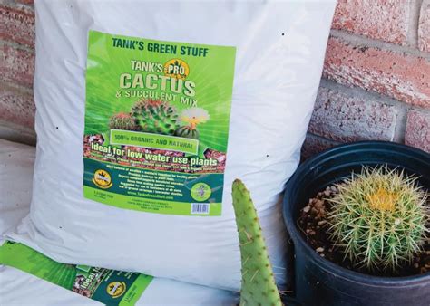 Fertilizing Cactus Plants When And How To Fertilize A Cactus Dummer