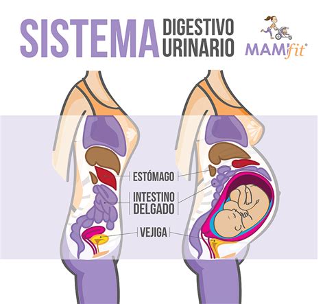 Cambios Durante El Embarazo Sistema Digestivo Y Urinario