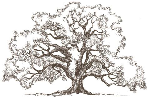 Oak Tree Drawing at GetDrawings | Free download