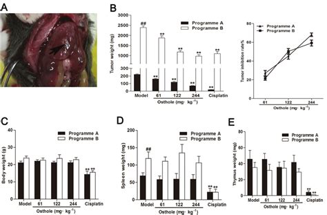 Osthole Suppresses Tumor Growth In Orthotopic Hcc Bearing Mice A A