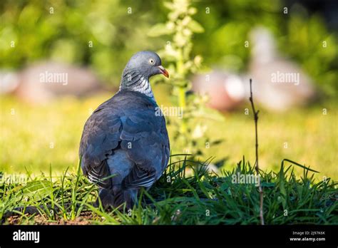 Common Wood Pigeon Or Common Woodpigeon Columba Palumbus Also Known