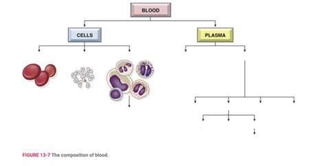 Composition Of Blood Diagram Quizlet