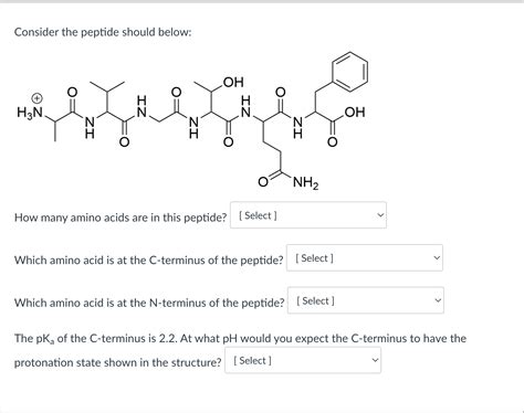 Solved Consider The Peptide Should Below How Many Amino Chegg