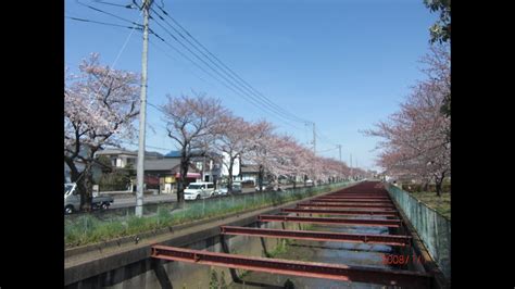 Cherry Blossoms Kasukabe City Saitama Prefecture In Japan Youtube