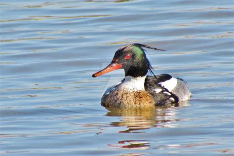 Red-breasted merganser male by Paul-Simanauskas on DeviantArt