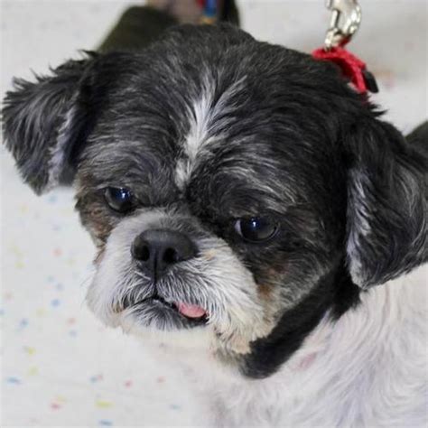 MUGGS Shih Tzu Adult - Adoption, Rescue for Sale in Albany, New York ...