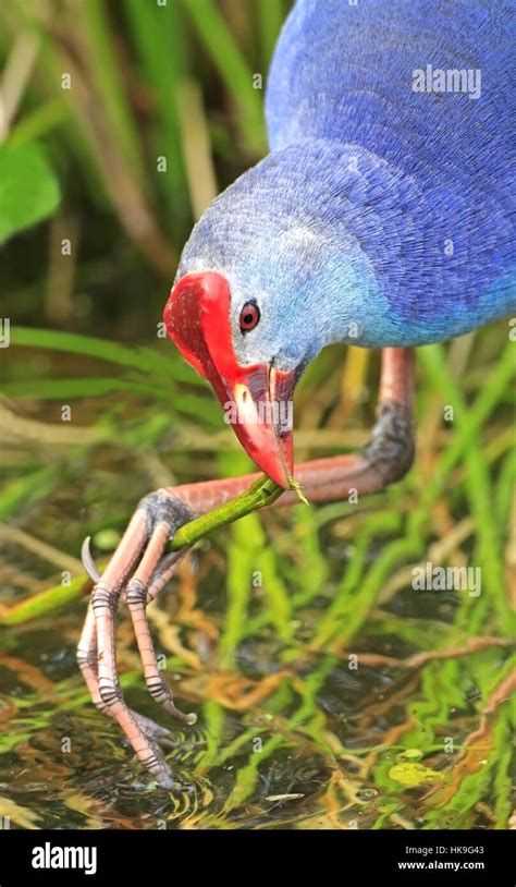 Gray Headed Swamphen Purple Swamphen Porphyrio Porphyrio Feeding On