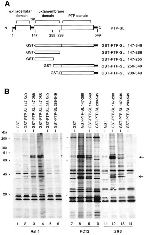 Ptpsl And Step Protein Tyrosine Phosphatases Regulate The Activation