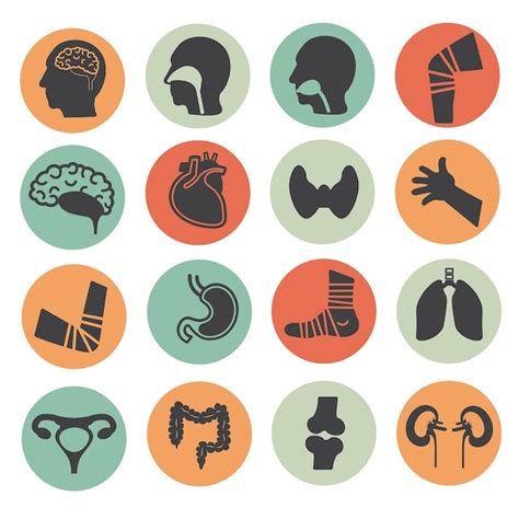 Premium Vector Human Organs Flat Color Icons