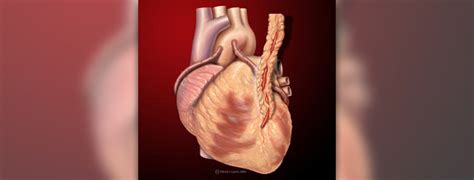 How does the heart pump blood | General center | SteadyHealth.com