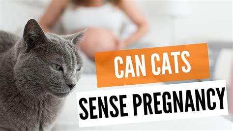 Age Old Question Can Cats Sense Pregnancy Youtube