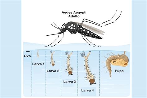 Ciclo De Vida Do Mosquito Aedes Aegypti 4 Principais Fases Tua Saúde