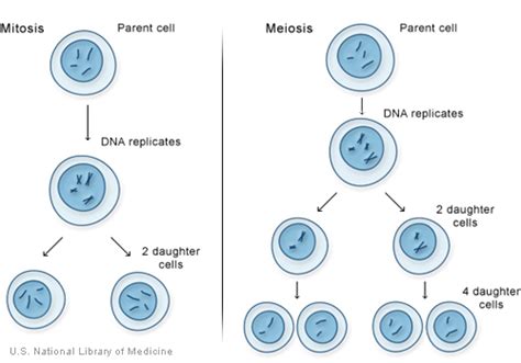 Gametogenesis Pada Manusia Have Fun Learning Biology