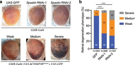 Functional Significance Of The Interaction Between Spastin And