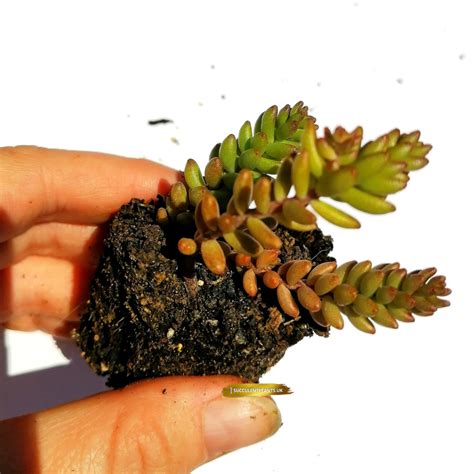 Sedum Borchii Sport Rooted Plant Succulent Plants Uk