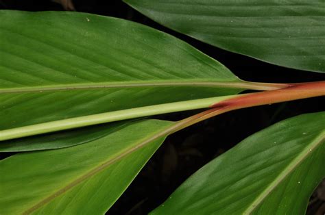 Plagiostachys Plant Zingiberaceae Image At Phytoimages Siu Edu