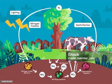 Diagramma Del Ciclo Dellazoto Azoto Processo Biogeochimico Azoto