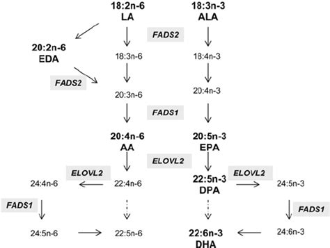 The Metabolic Pathway Of N 3 And N 6 Fatty Acids The Fatty Acids