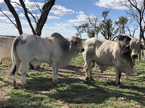 15 Brahman Bulls - Zebu (#751775) - HD Wallpaper & Backgrounds Download