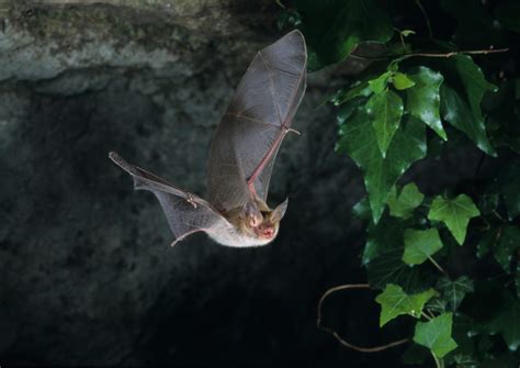 Blog | Bat Hibernation & The Impact of Outdoor Lighting on Bats - Solareye