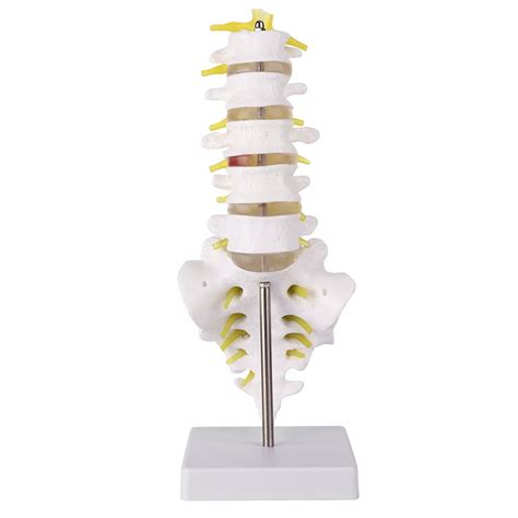 Buy Lumbar Spine Anatomy Model 12 6 Scientific Mini Vertebral Column