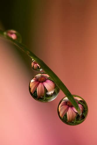 Dewdrop Flower Refraction 6 Shot Focus Stack Brian Valentine Flickr