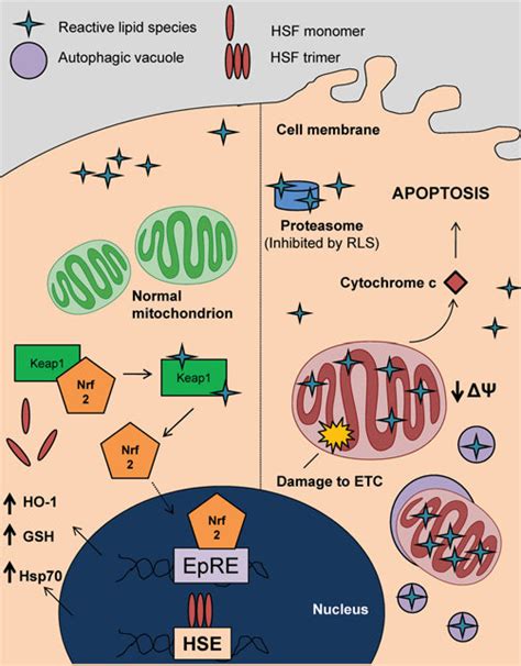 Subcellular Localization Of Protein Targets Governs The Biological