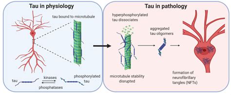 Tau Pathology Piecing The Puzzle Together Research Communities By