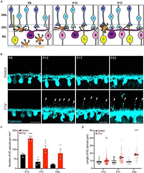 C Q Regulateshorizontal Cell Neurite Confinement A Schematic Of