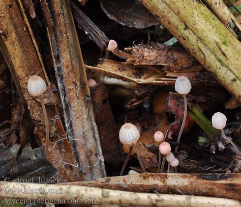 Mycena pterigena BrĂkenhĂtta Helmovka kapradinovĂˇ PrilbiÄŤka