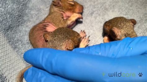 Orphaned Baby Squirrels At Wildcare Youtube