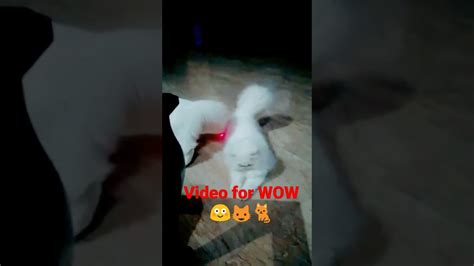 Video For Wow 😳 😺🐈😍 Youtube