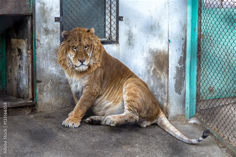 A Liger In China The Liger Is The Hybrid Of A Male Lion And A Female