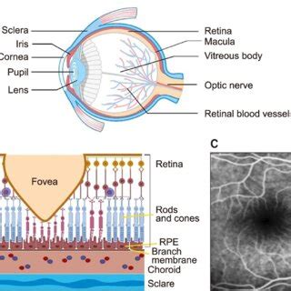 anatomy   macula  macula lies   visual axis temporal