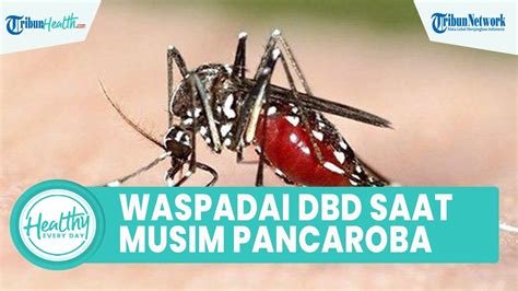 Waspadai DBD Di Musim Pancaroba Yang Bisa Bikin Sesak Napas Dan Muncul