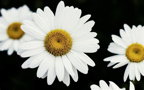 Daisy Wallpapers Top Những Hình Ảnh Đẹp