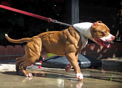 Pit Bull Musculatura Do Pit Bull