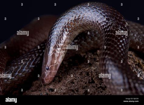 The Variable Burrowing Asp Atractaspis Irregularis Is A Nocturnal And