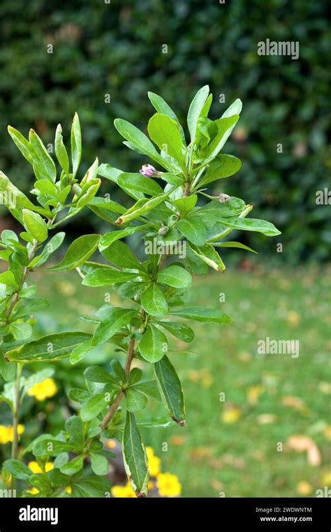 Tibetan Goji Or Chinese Wolfberry Lycium Barbarum Is A Deciduous